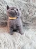 Additional photos: Beautiful British Shorthair Blue Babies