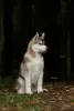 Photo №2 to announcement № 8694 for the sale of siberian husky - buy in Russian Federation from nursery