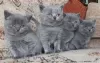 Photo №2 to announcement № 10546 for the sale of british shorthair - buy in Finland private announcement