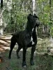 Photo №3. For sale beautiful puppies Cane Corso - boys and girls.. Russian Federation