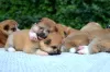 Additional photos: Akita inu puppies