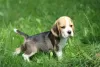 Photo №3. Beagle trocolor dog ZKwP (FCI). Poland