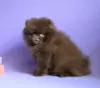 Photo №3. sold toy-spitz dark brown color.. Russian Federation