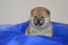 Additional photos: Shiba Inu puppies from champion parents