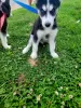 Additional photos: Alaskan malamute puppies