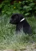 Additional photos: cane corso puppies