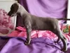 Photo №1. weimaraner - for sale in the city of Samara | negotiated | Announcement № 9654