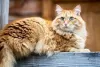 Photo №1. siberian cat - for sale in the city of Birmingham | 1796$ | Announcement № 125937