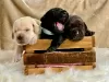 Photo №1. labrador retriever - for sale in the city of Berlin | 350$ | Announcement № 38251