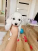 Photo №2 to announcement № 106832 for the sale of bichon frise - buy in Russian Federation private announcement