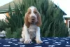 Photo №4. I will sell bracco italiano in the city of Kursk.  - price - negotiated