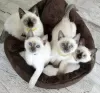 Photo №1. siamese cat - for sale in the city of Brussels | negotiated | Announcement № 129827