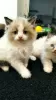 Photo №3. Ragdoll kittens. Poland