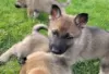 Photo №3. German Shepherd Dog puppies for sale. Finland