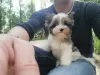 Photo №4. I will sell yorkshire terrier in the city of Minsk. from nursery, breeder - price - Is free