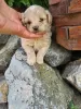 Additional photos: Maltipoo puppies