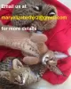 Photo №3. Top caracal kittens for sale / Africa serval kittens for adoption. United States