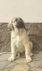 Additional photos: Turkish Kangal puppies