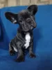 Additional photos: French bulldog puppies