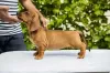 Photo №1. dachshund - for sale in the city of Šabac | negotiated | Announcement № 104264