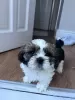 Photo №2 to announcement № 54467 for the sale of shih tzu - buy in United Kingdom private announcement