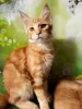 Photo №2 to announcement № 18367 for the sale of maine coon - buy in Russian Federation from nursery