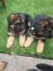 Photo №1. german shepherd - for sale in the city of Братислава | 374$ | Announcement № 29002