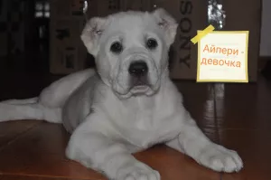 Photo №4. I will sell central asian shepherd dog in the city of Белая Калитва. private announcement - price - Negotiated