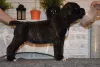 Additional photos: For sale beautiful puppies Cane Corso - boys and girls.