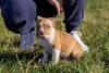 Additional photos: American bully