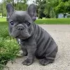 Photo №2 to announcement № 68766 for the sale of french bulldog - buy in Poland private announcement