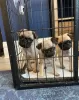 Photo №2 to announcement № 45281 for the sale of pug - buy in Ukraine private announcement