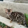 Additional photos: Gorgeous bengal boy