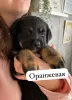 Additional photos: Rottweiler puppies