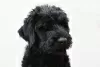 Photo №1. black russian terrier - for sale in the city of Jaworze | negotiated | Announcement № 68219