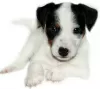 Photo №1. jack russell terrier - for sale in the city of Crimea | negotiated | Announcement № 8900