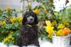 Photo №2 to announcement № 48327 for the sale of poodle (royal) - buy in Poland private announcement, from nursery