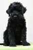 Additional photos: BLACK RUSSIAN TERRIER - UNIQUE FCI PUPPIES