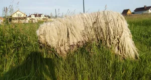 Additional photos: Komondor