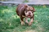 Additional photos: American Bully puppies for sale