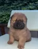 Additional photos: Chow Chow puppies for sale