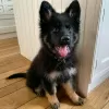 Photo №1. german shepherd - for sale in the city of Gothenburg | 475$ | Announcement № 88536