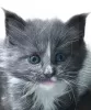 Photo №4. I will sell maine coon in the city of Cape Coral. breeder - price - 130$