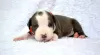 Photo №4. I will sell american staffordshire terrier in the city of Zhytomyr. from nursery, breeder - price - 1000$