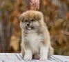 Additional photos: Japanese Akita Inu puppies