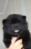 Additional photos: Pomeranian Spitz puppies, mini boo.