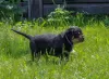 Photo №4. I will sell rottweiler in the city of Калинковичи. from nursery - price - 1057$