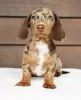 Photo №3. dachshund puppy. United States