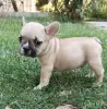 Photo №1. french bulldog - for sale in the city of Paris | Is free | Announcement № 17014