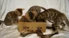 Photo №4. I will sell bengal cat in the city of Kurchatov. private announcement - price - 972$